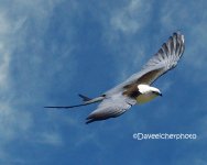 FB Swallow Tailed Kite_5011.jpg