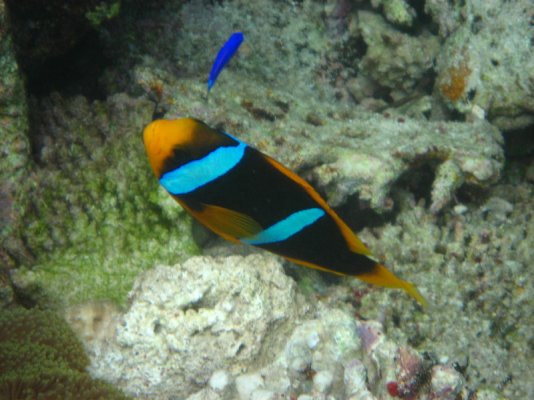 -Snorkeling-Underwater-Pictures-Amunuca-Resort-214.jpg