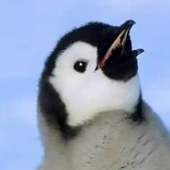 tuxthepeng