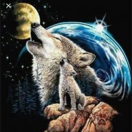 wolf7037